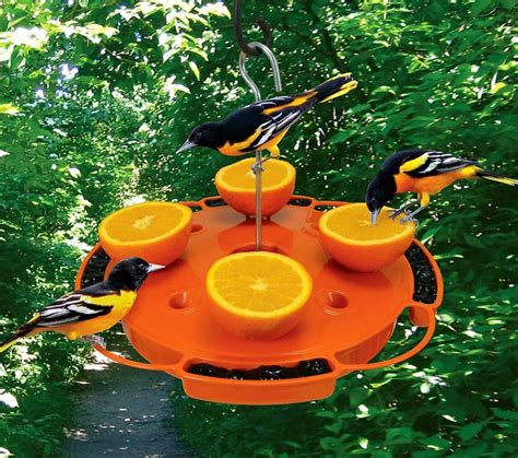 3-Way Oriole Feeder | Oriole bird feeders, Oriole bird, Bird house kits