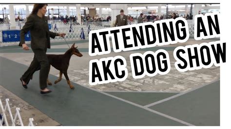 ATTENDING an AKC DOG SHOW - YouTube