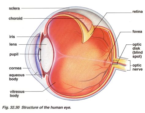 Brain Post: How Big is Your Blind Spot? - SnowBrains