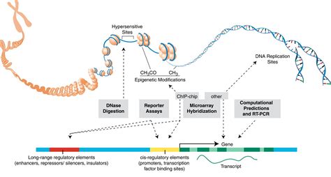 The ENCODE (ENCyclopedia Of DNA Elements) Project | Science