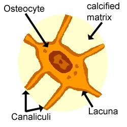 Osteocyte Cell Diagram