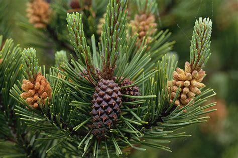 How to Grow and Care for Lodgepole Pine