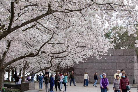 2024 National Cherry Blossom Festival - National Cherry Blossom Festival