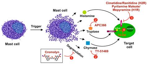 Mast Cell Activation