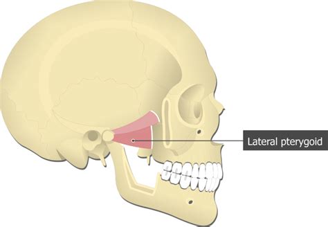 Lateral Pterygoid Muscle: attachements and function | GetBodySmart