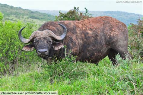 African Buffalo Facts With Pictures - A Surprisingly Dangerous Herbivore