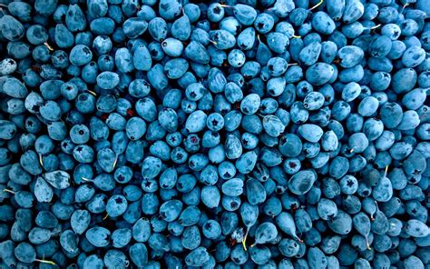 3840x2400 Blueberries 4K ,HD 4k Wallpapers,Images,Backgrounds,Photos ...