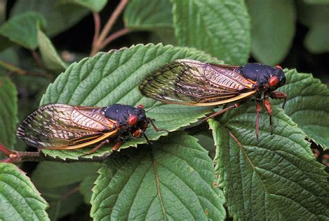 The Cicada Invasion of 2021: What you Need to Know - Wildlife Pros