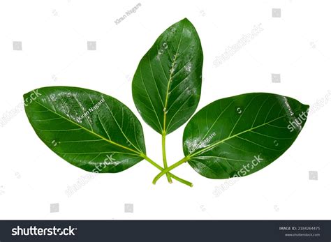 Banyan Tree Leaves Isolated On White Stock Photo 2184264475 | Shutterstock