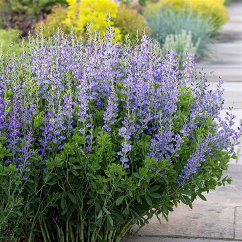 blue false (wild) indigo (Baptisia australis)—100 seeds ($3.50) | eBay