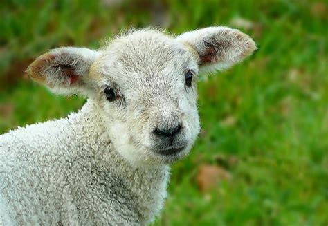 Baby Sheep: What is a Baby Sheep Called? - RaisingSheep.net