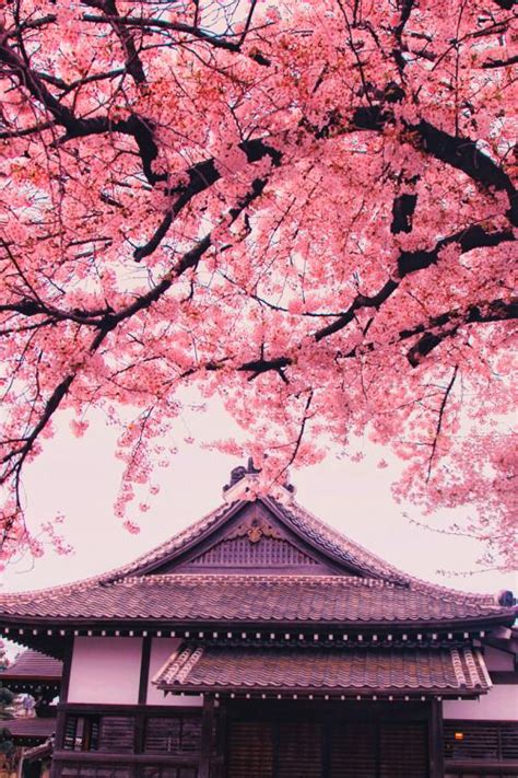 such-vodka | Cherry blossom wallpaper, Aesthetic japan, Cherry blossom ...