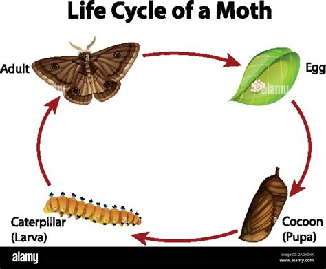 Diagram showing life cycle of moth illustration Stock Vector Image ...