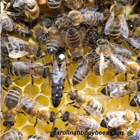 The Queen Bee Life Cycle - Carolina Honeybees