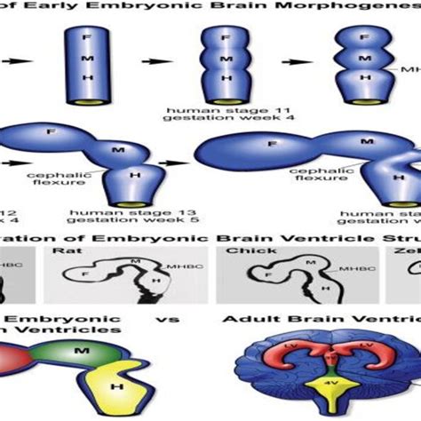 Development of the brain ventricles [9]. | Download Scientific Diagram