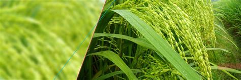 Hybrid Rice Seeds - Bayer Indonesia