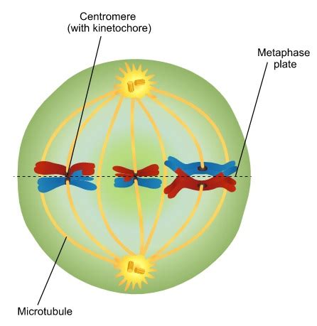 Metaphase in Mitosis and Meiosis (Metaphase 1 and 2)