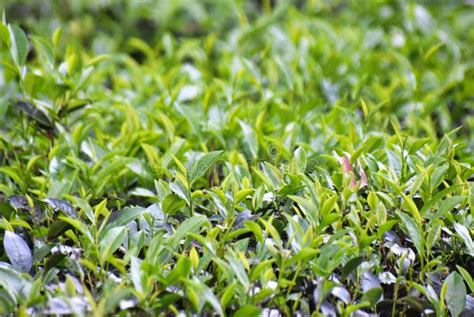 Camellia Sinensis is a Species of Evergreen Shrubs or Small Trees ...