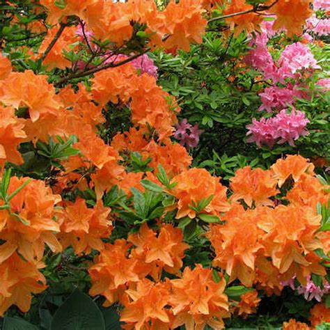 1 X ORANGE AZALEA JAPANESE EVERGREEN SHRUB HARDY GARDEN PLANT IN POT | eBay