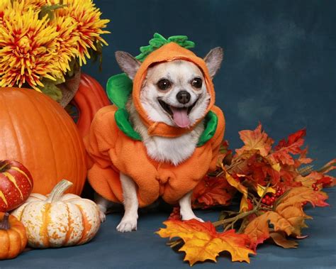 The Cutest Halloween Costumes for Pets