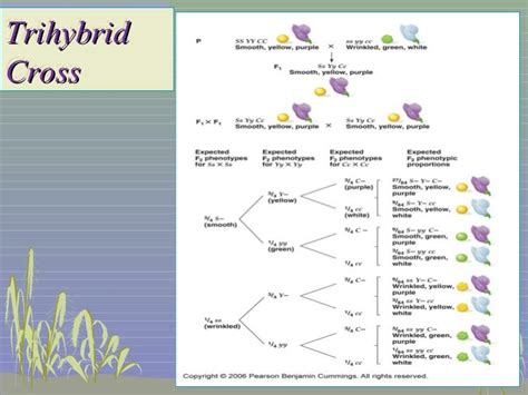 Genetic trihybrid cross