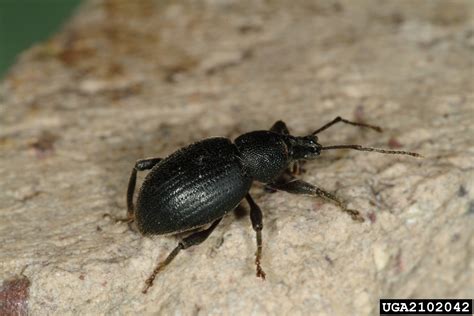 black vine weevil (Otiorhynchus sulcatus (Fabricius, 1775))