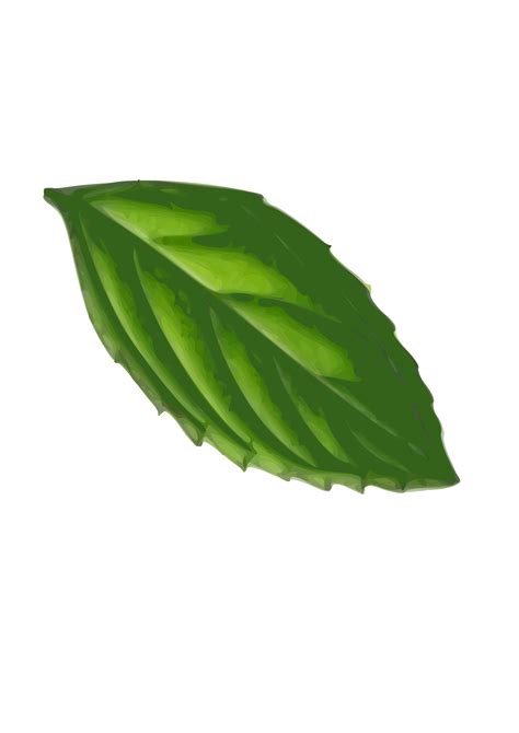 Mint Leaves Drawing Png Mint Leaves Png Bissap Leaves Clipart 5422169 ...