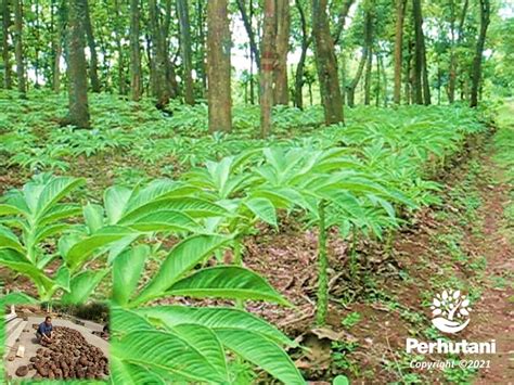 Perhutani Budidaya Porang di Hutan Perhutani Jadi Sumber Pendapatan ...