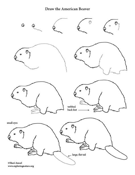 How To Draw A Beaver Step By Step Easy at Drawing Tutorials