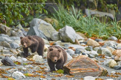 grizzly-bear-cubs-walking-on-beach-1200 – Launstein Imagery | The ...