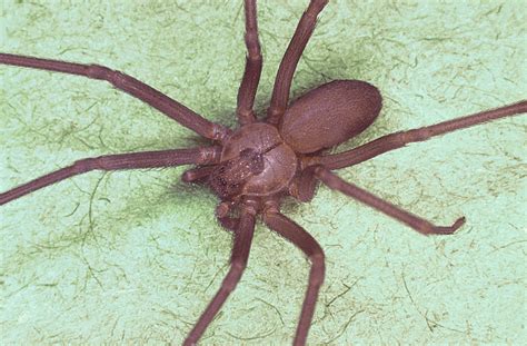 File:Brown recluse spider, Loxosceles reclusa.jpg - Wikipedia