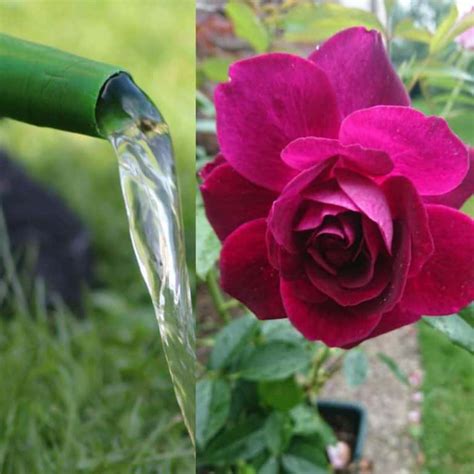 How Often to Water Roses after Planting? (Definitive Guide) – Gardener ...