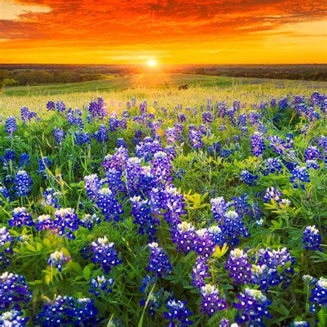 Texas Bluebonnet Seeds - Texas Bluebonnet Wildflower Seed