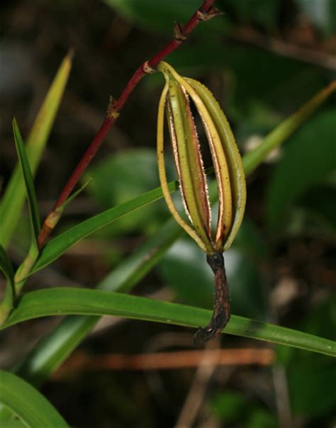 Arundina graminifolia – Bamboo Orchid – Hawaiian Plants and Tropical ...