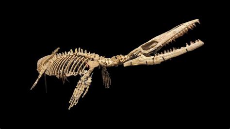 Dinosaur - Skeleton - prognathodon sp - 124×135×500 cm - Catawiki