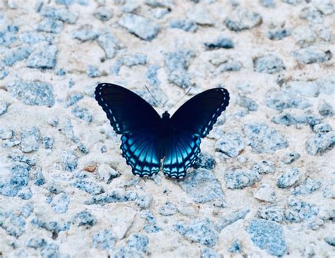 Meaning of Black And Blue Butterfly: Very Suprising & Can Change Your Life!