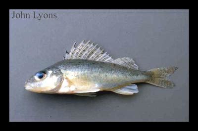 Eurasian Ruffe | Wisconsin Sea Grant