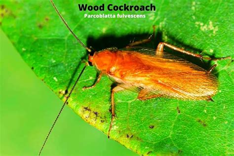 Wood Cockroach: Identification Guide | APB