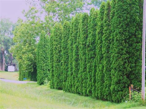 Tall Privacy Plants / 5 Beautiful Privacy Hedges that Grow Fast and ...