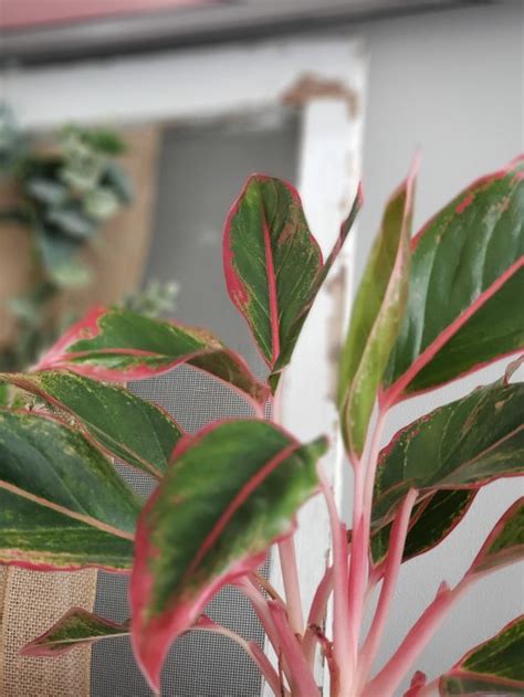 Indoor Plant With Pink And Green Leaves - Property & Real Estate for Rent