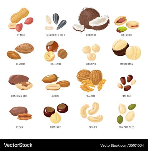 Nuts and seeds nut and seed Royalty Free Vector Image