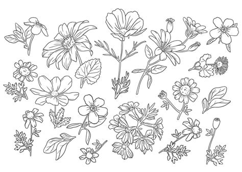 Flower Outline Vector Art, Icons, and Graphics for Free Download