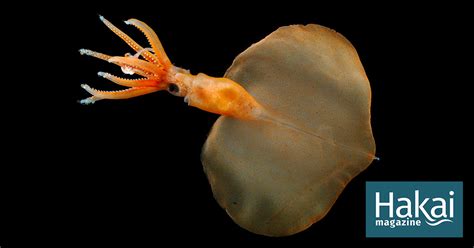 Behold, the Deepest-Dwelling Squid Known to Science | Hakai Magazine