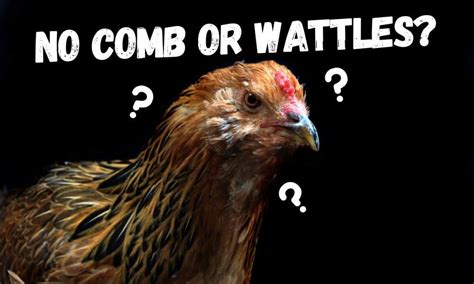 Chicken Without Comb Or Wattle (Is It Possible & What Breeds)