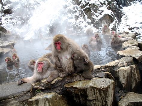 Japan 日本 1974-2009 — Jigokudani Monkey Park 地獄谷野猿公苑 18 | Flickr