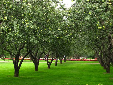 File:Apple orchards in Kolomenskoye 21.JPG - Wikimedia Commons