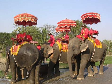 Elephant Rides in Thailand ? The Regal Elephant Experience