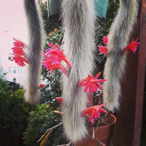 Monkey's tail cactus - 10 seeds — rareplant