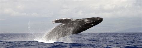 Maui Whale Watching Season | Best Time | Monthly Tips