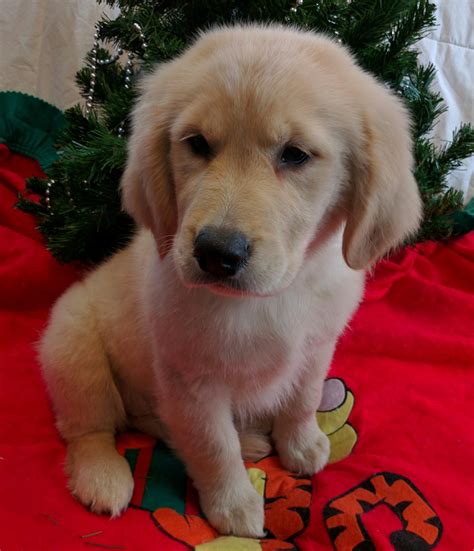 Golden Retriever Puppies For Sale | Fort Gratiot Township, MI #175259